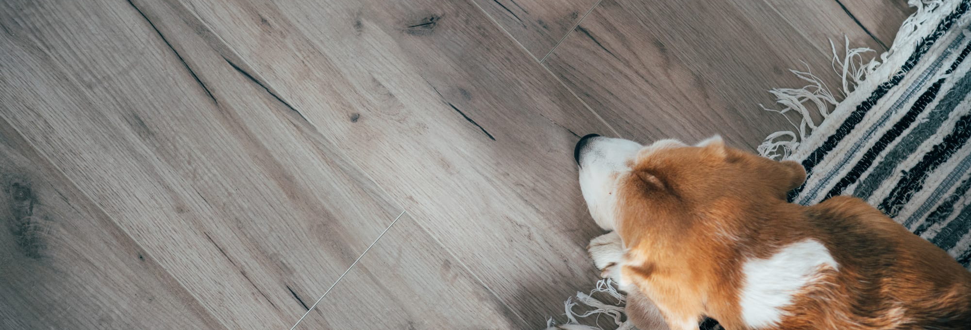 Pet friendly flooring from Creative Floor Covering in Visalia, CA